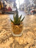 Small Plant