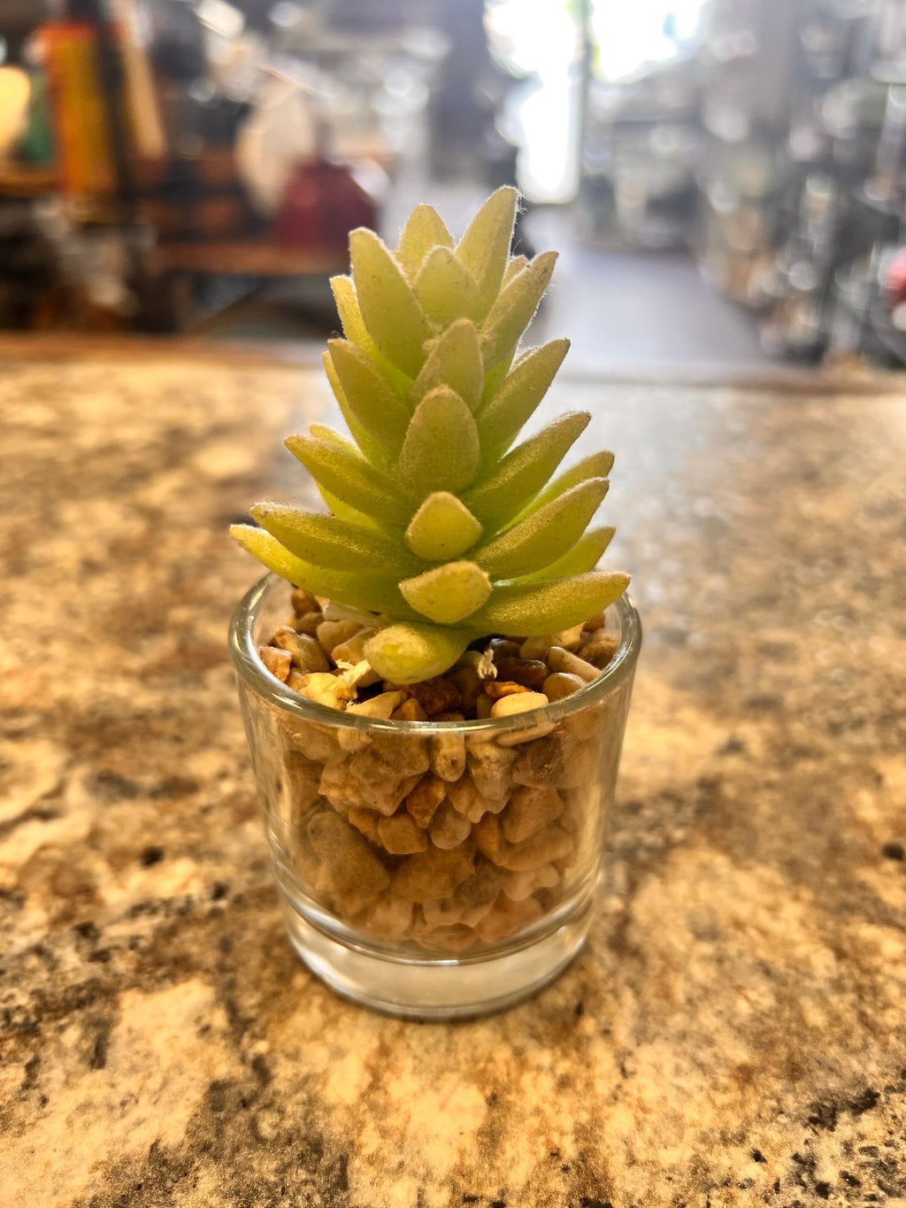 Small Plant