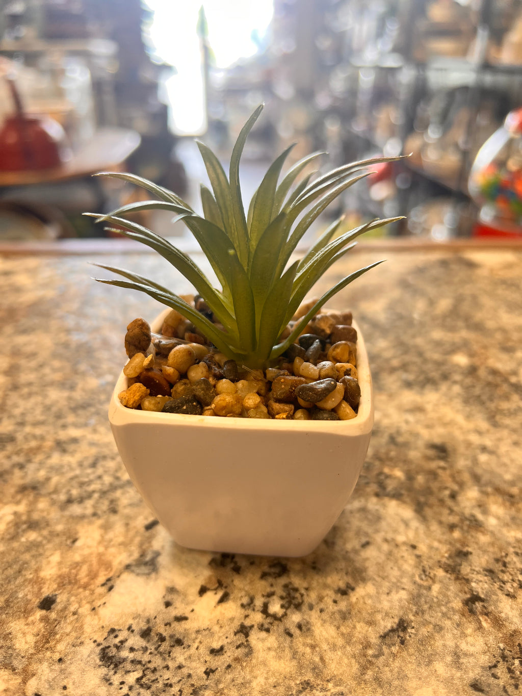 Small Plant