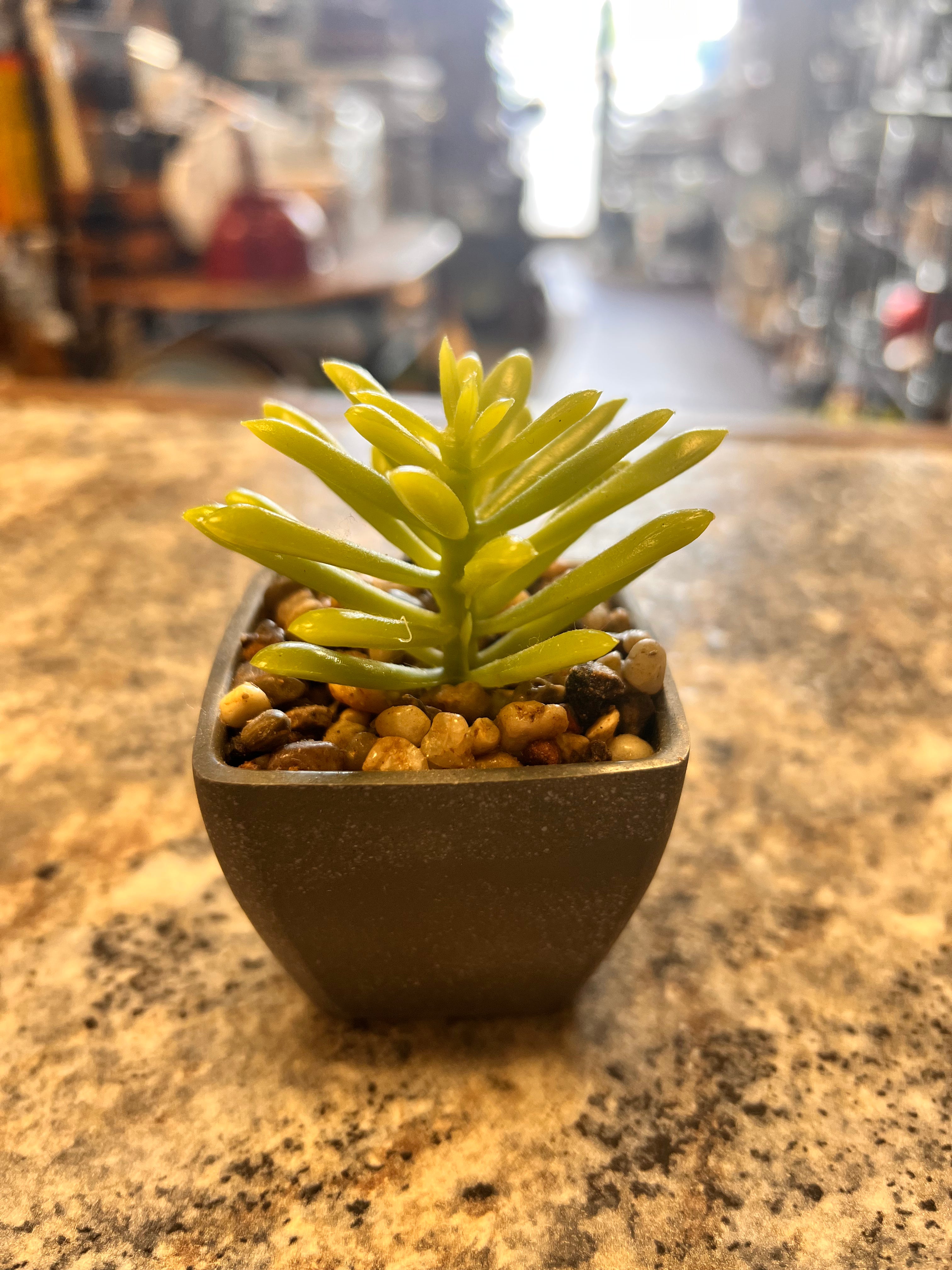 Small Plant