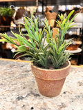 Rosemary Plant