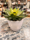 Succulent