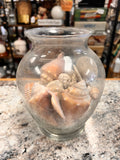 Vase & Shells