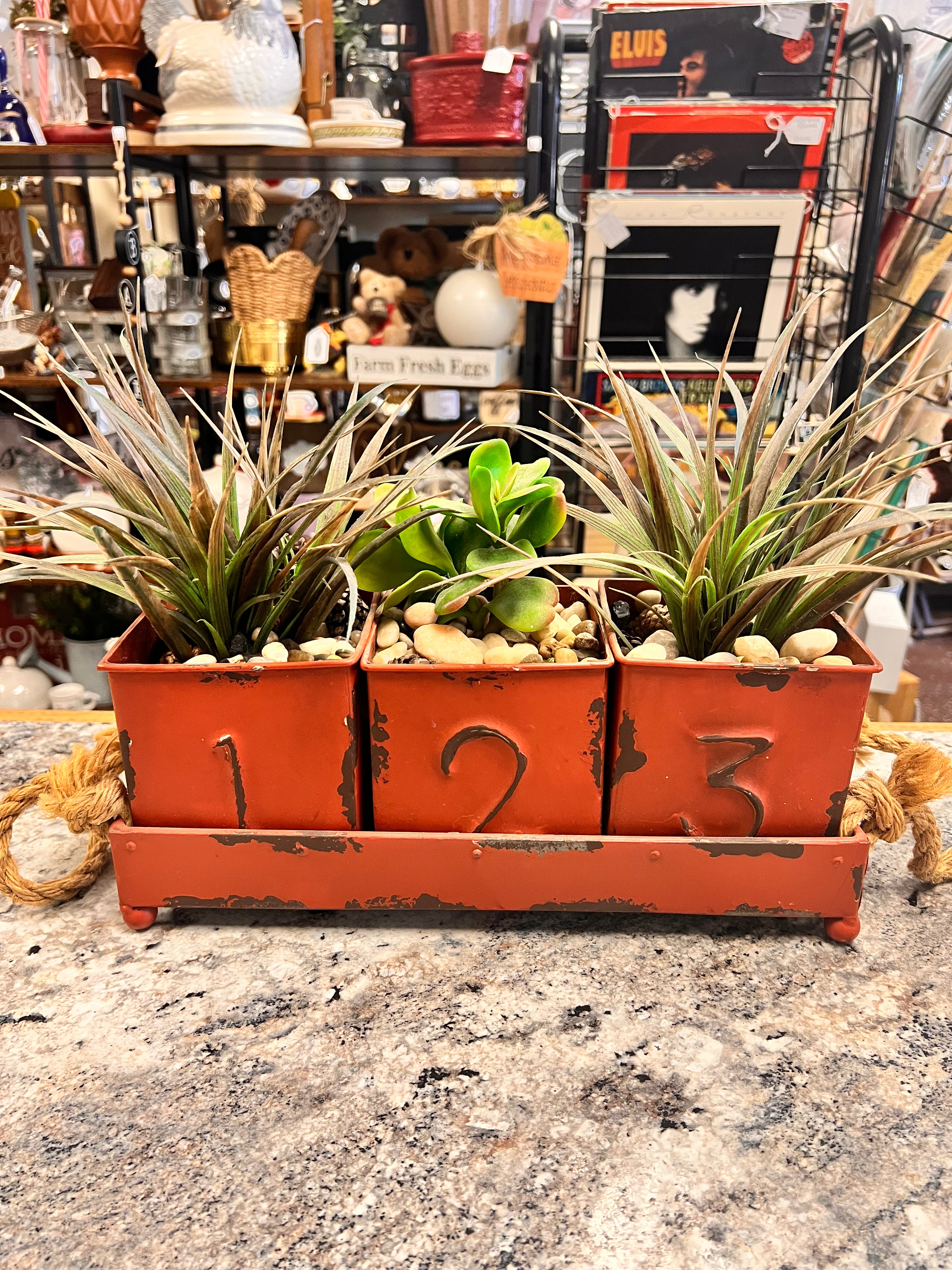 Plant Bundle