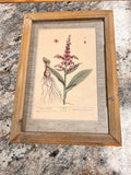 Plant Picture