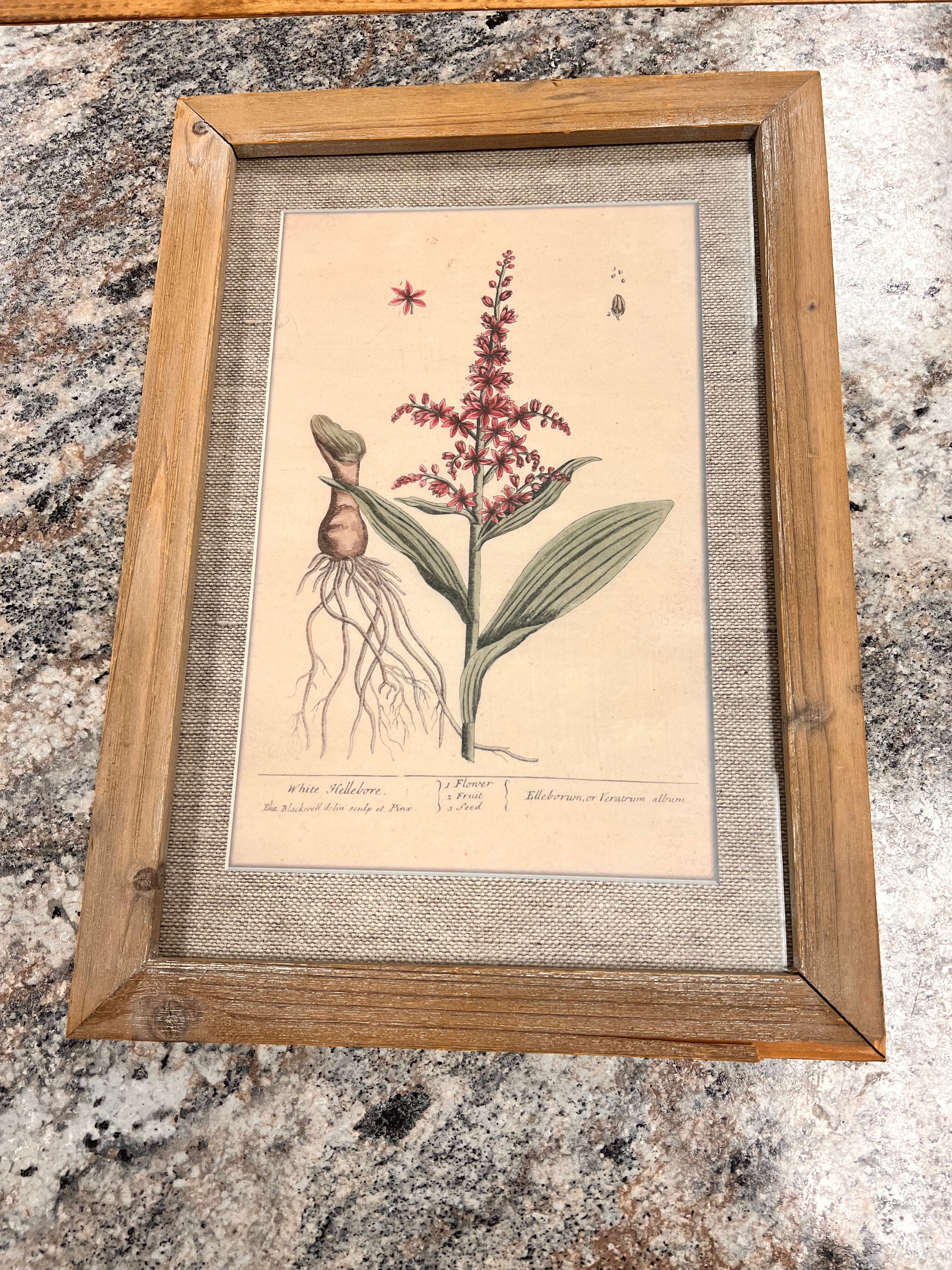 Plant Picture