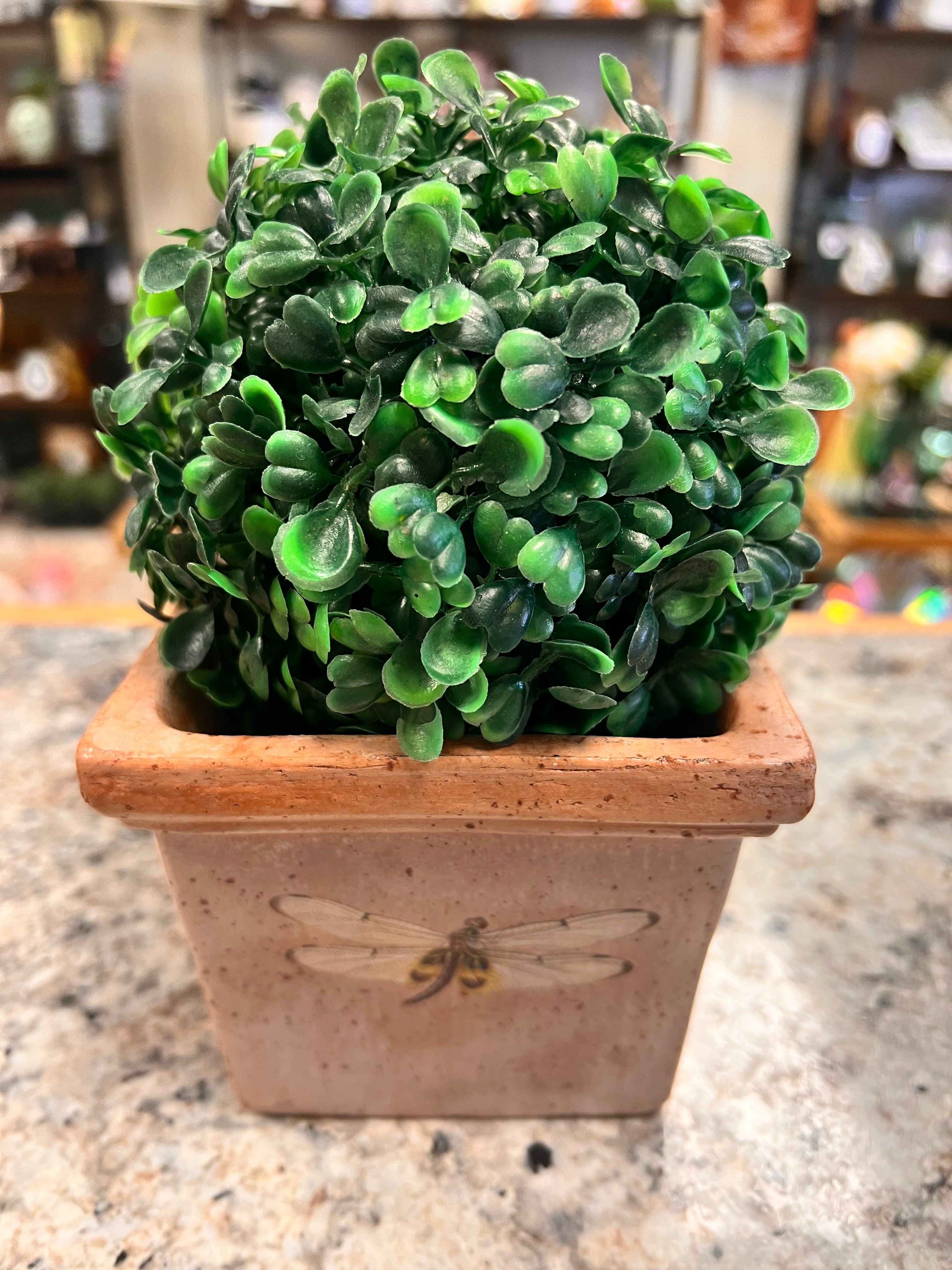 Vase & Plant