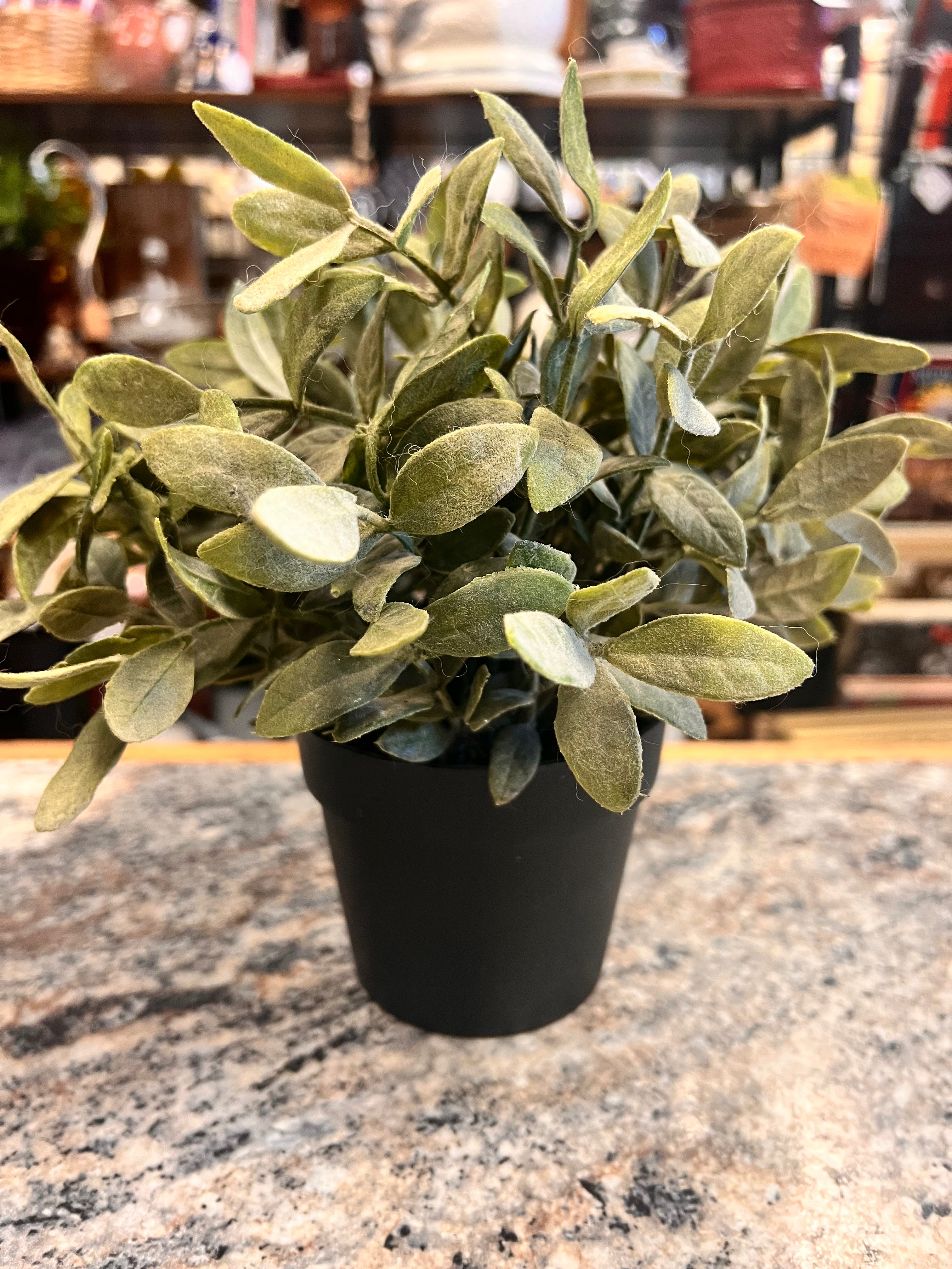 Small Plant