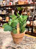 Sage Plant