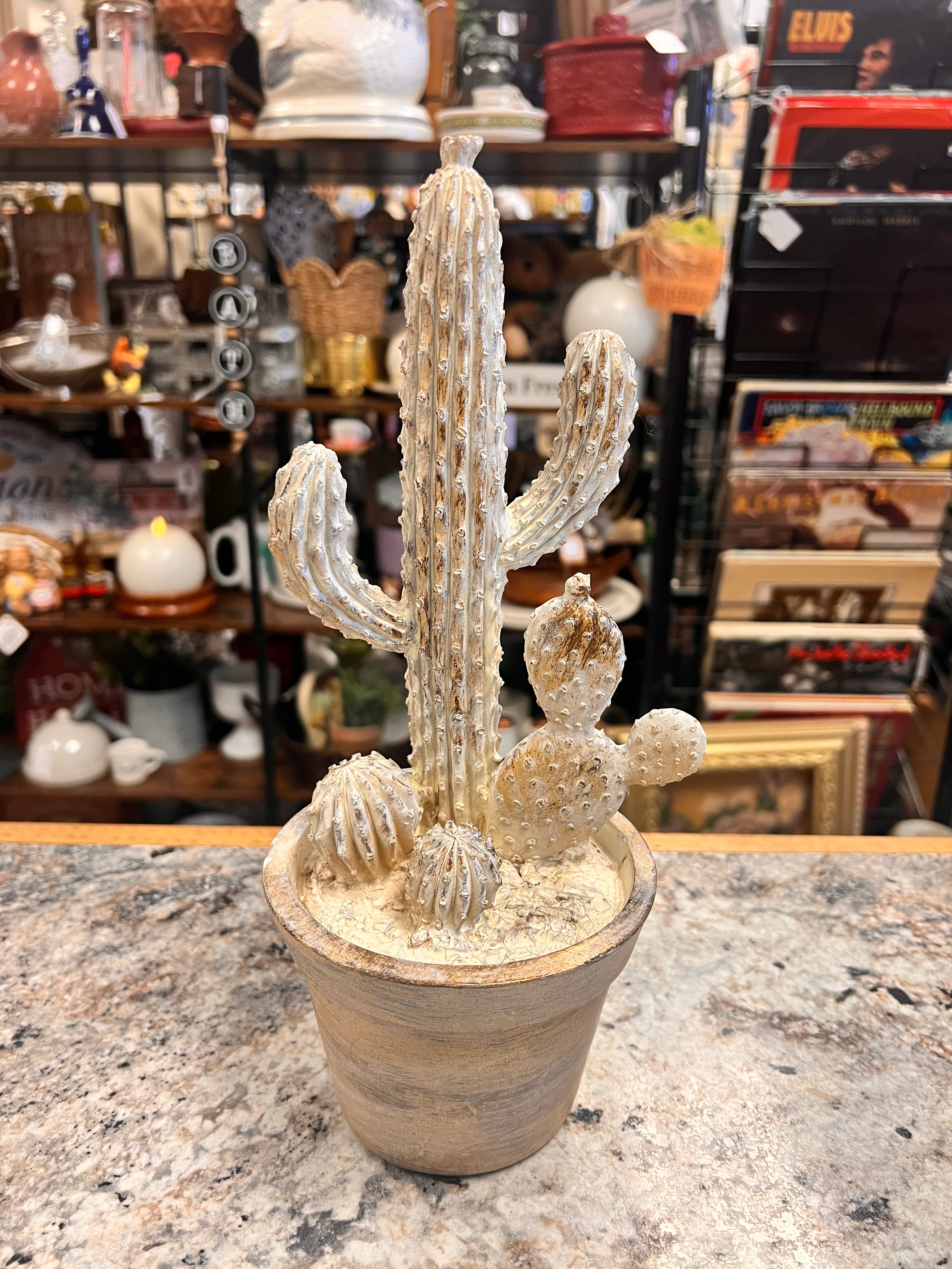 Cactus Decor
