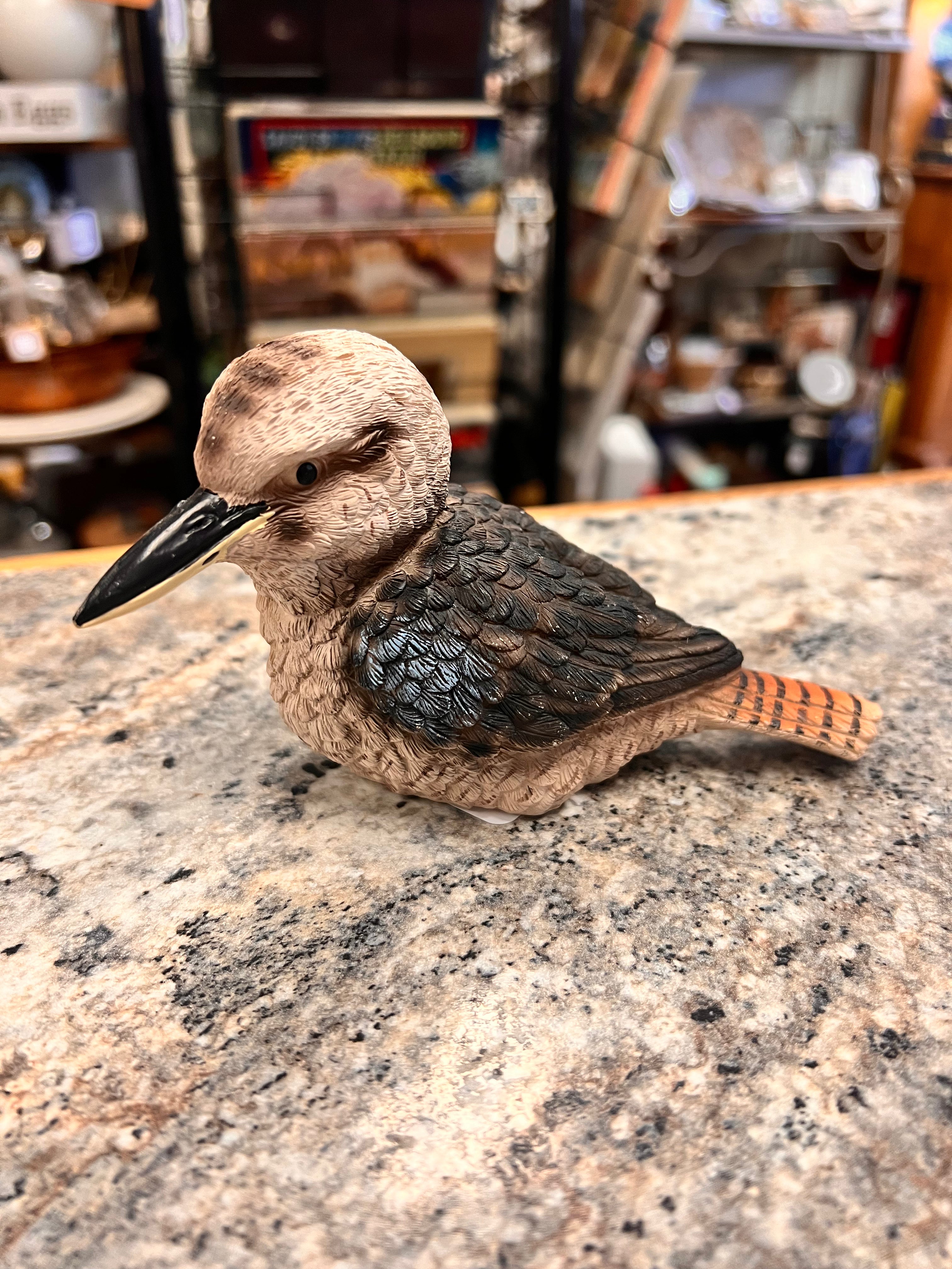Kookaburra Bird