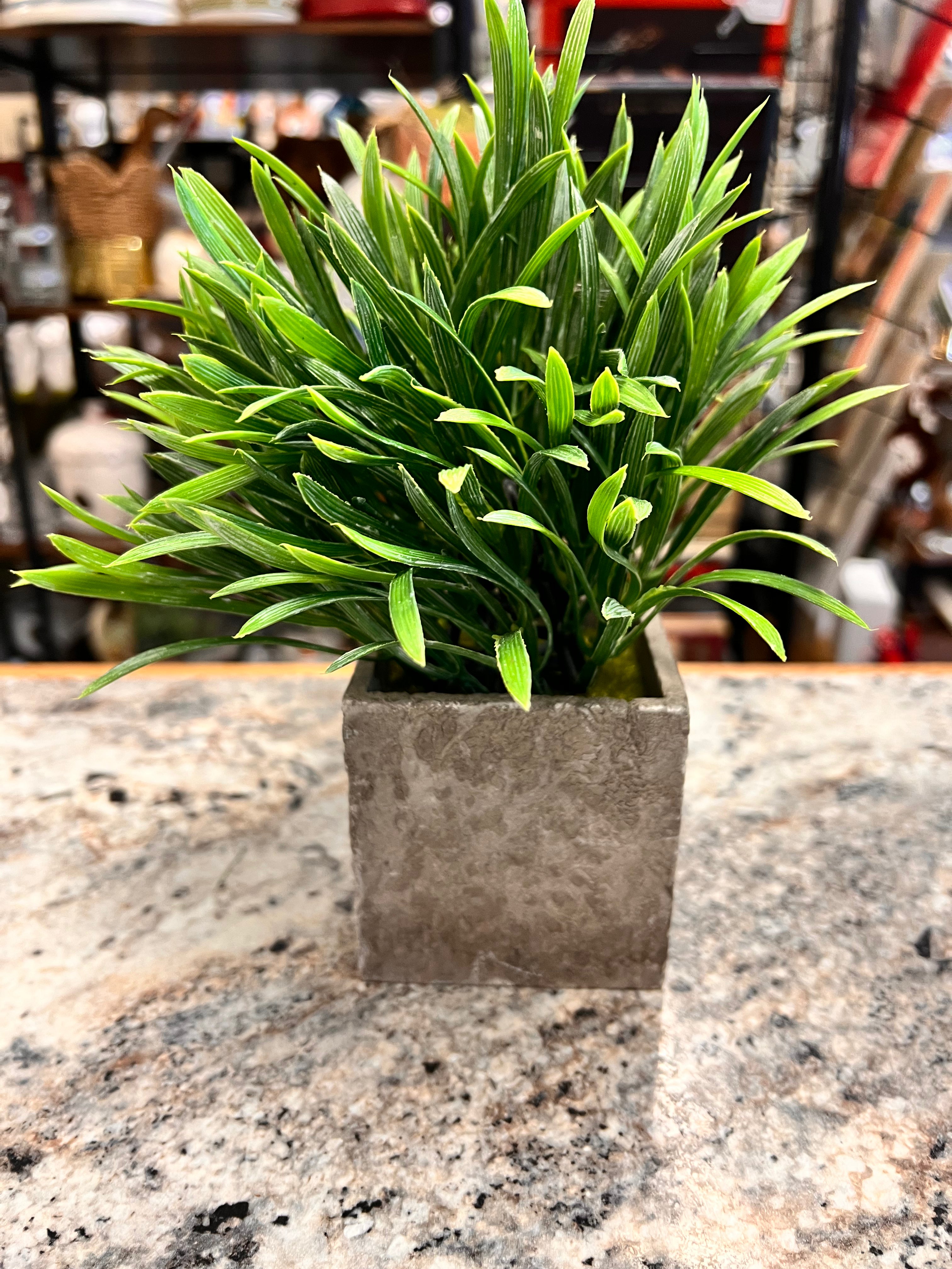 Plant Decor