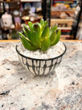 Small Plant