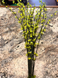 Plant Decor