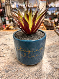 Small Plant