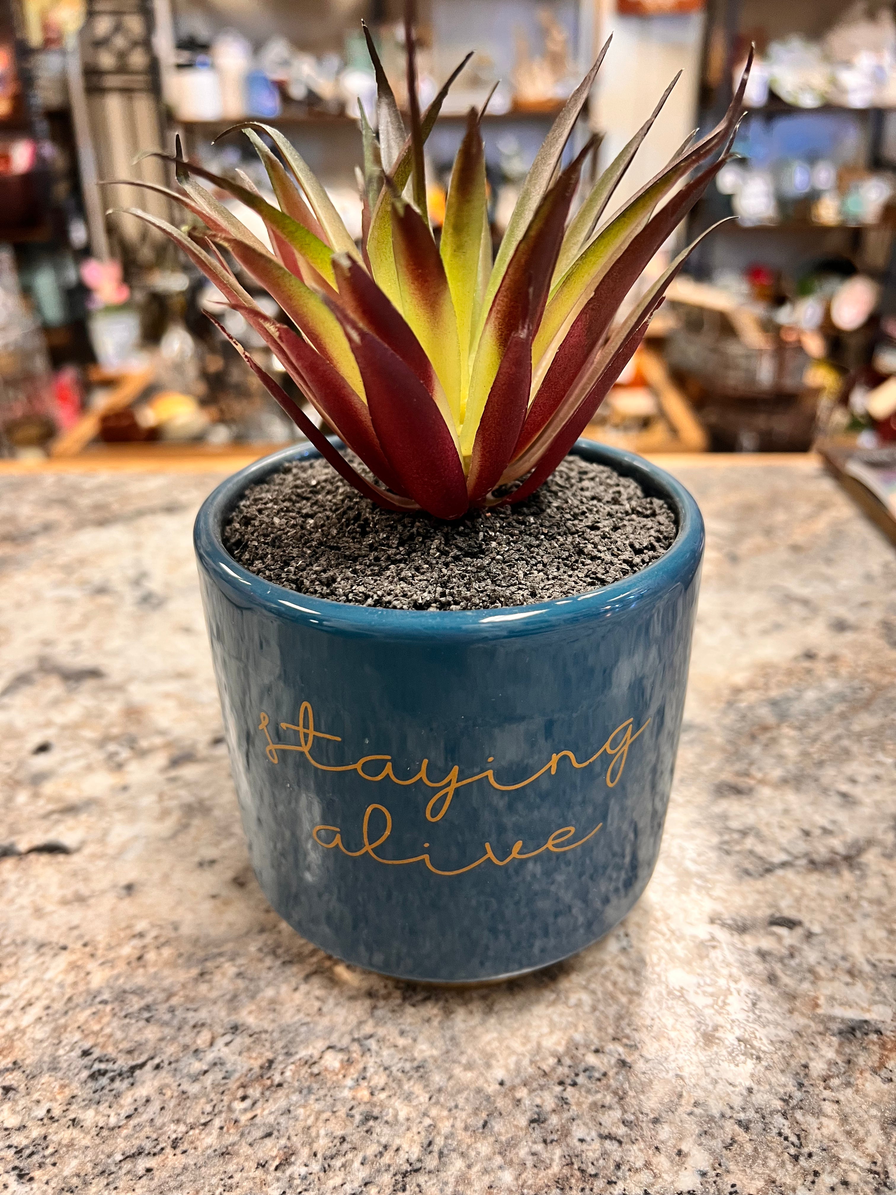 Small Plant