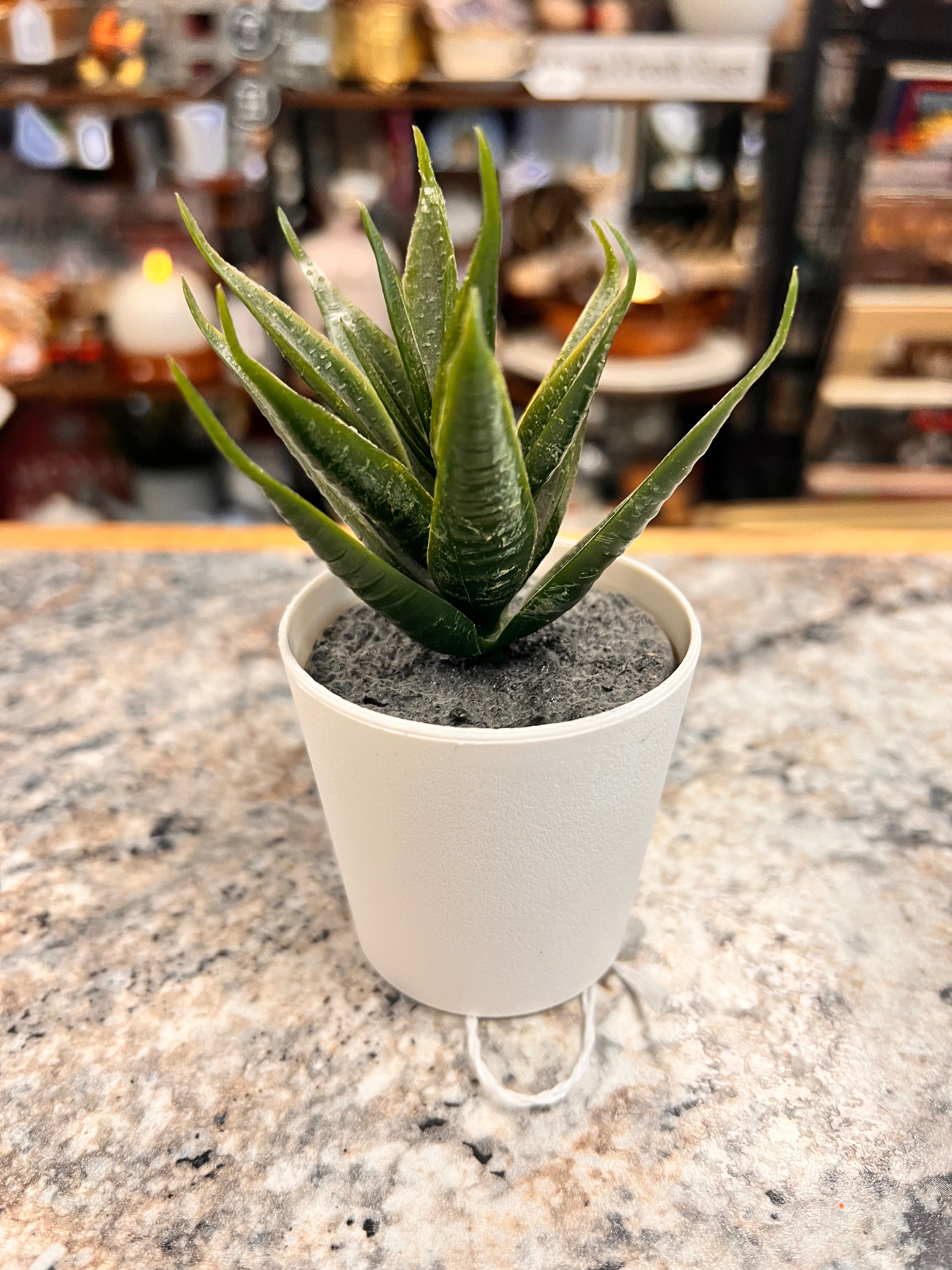 Small Plant