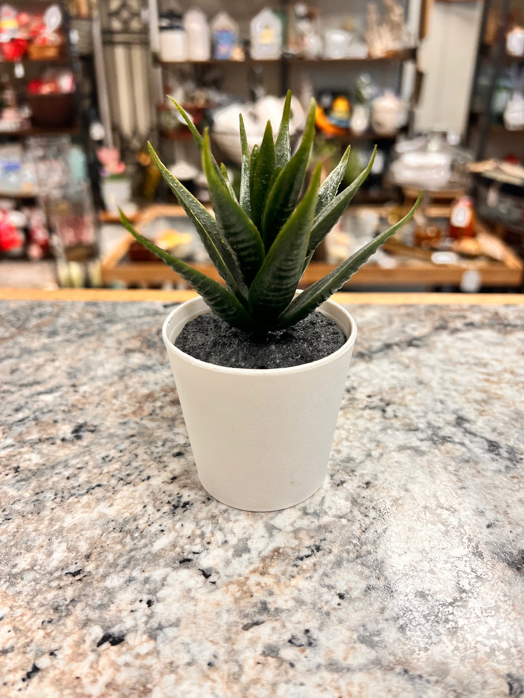 Small Plant