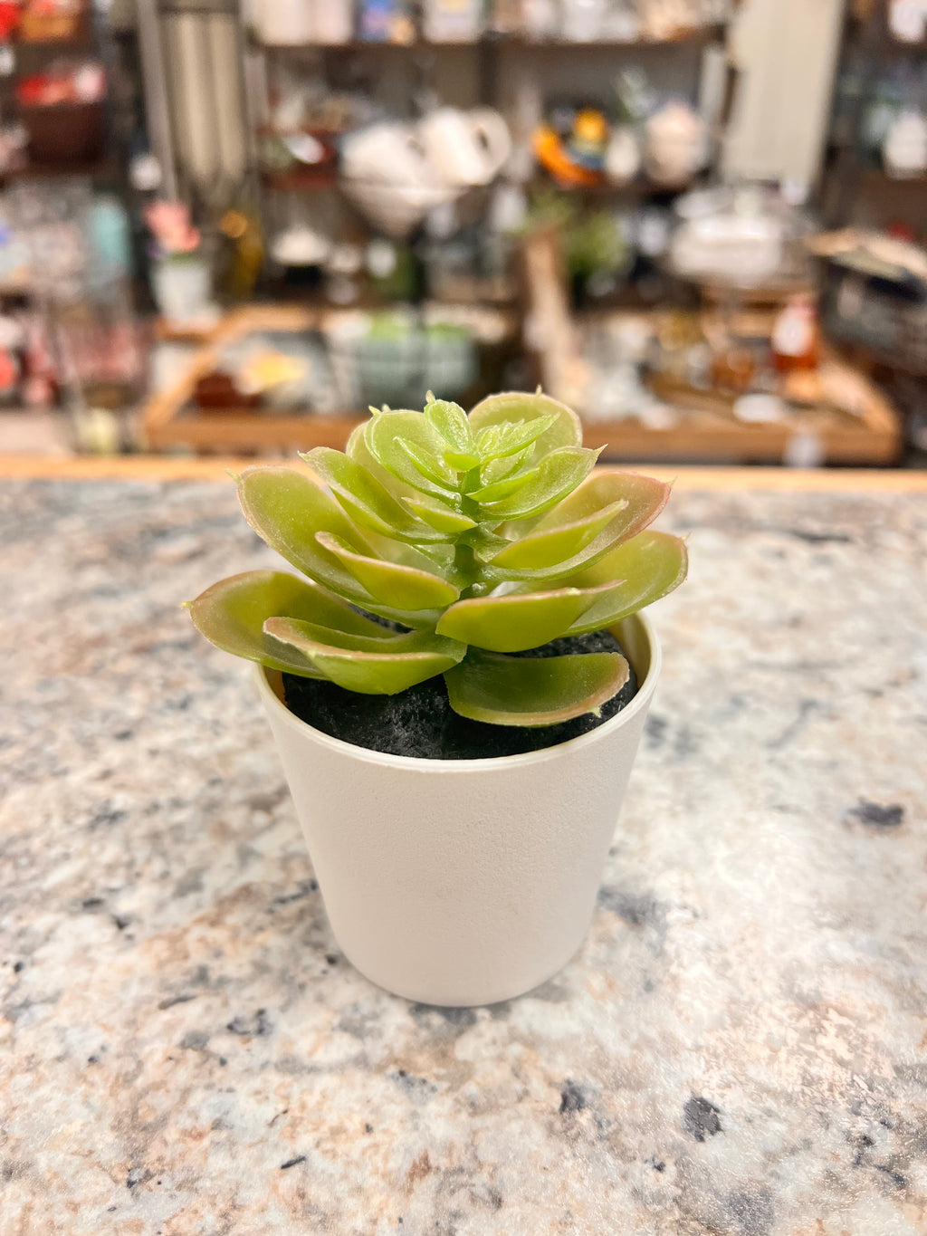 Small Plant