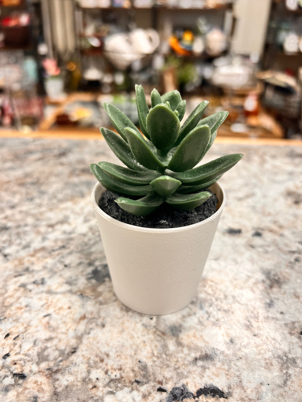 Small Plant