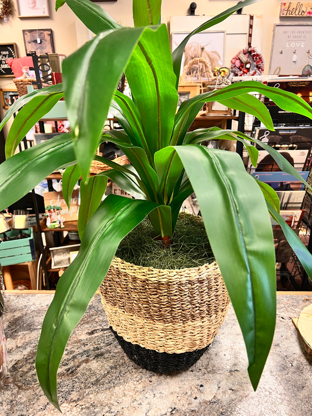 Leaf Plant