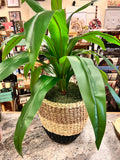 Leaf Plant