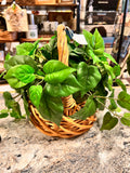 Basket Planter