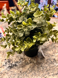 Small plant