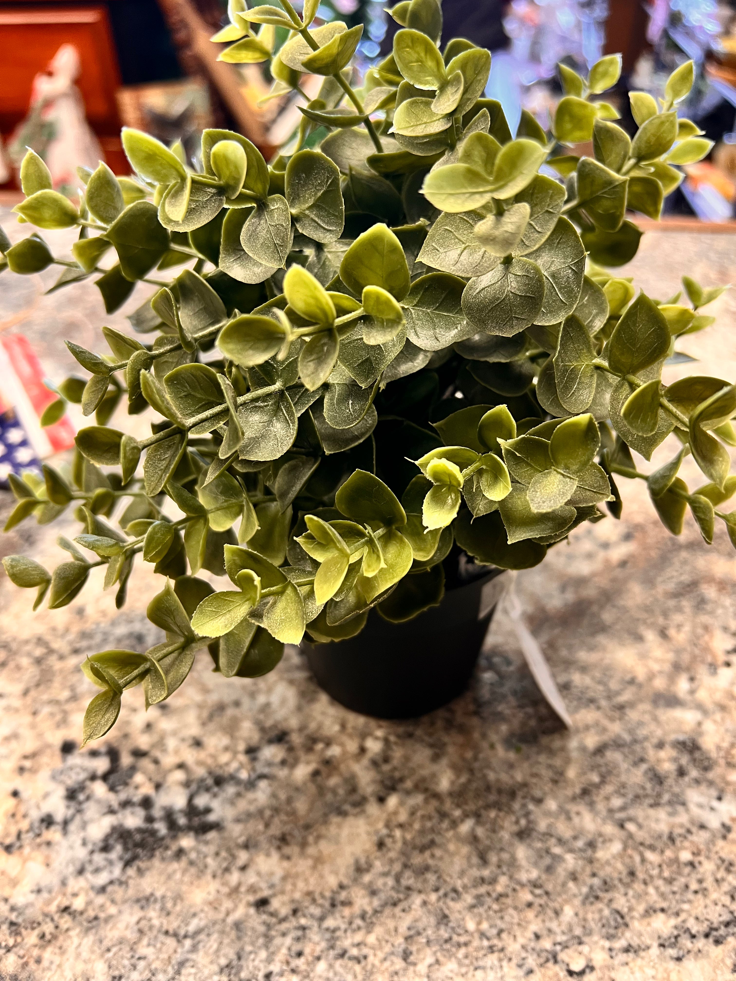 Small plant