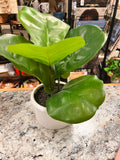 Plant Decor