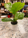 Small Plant