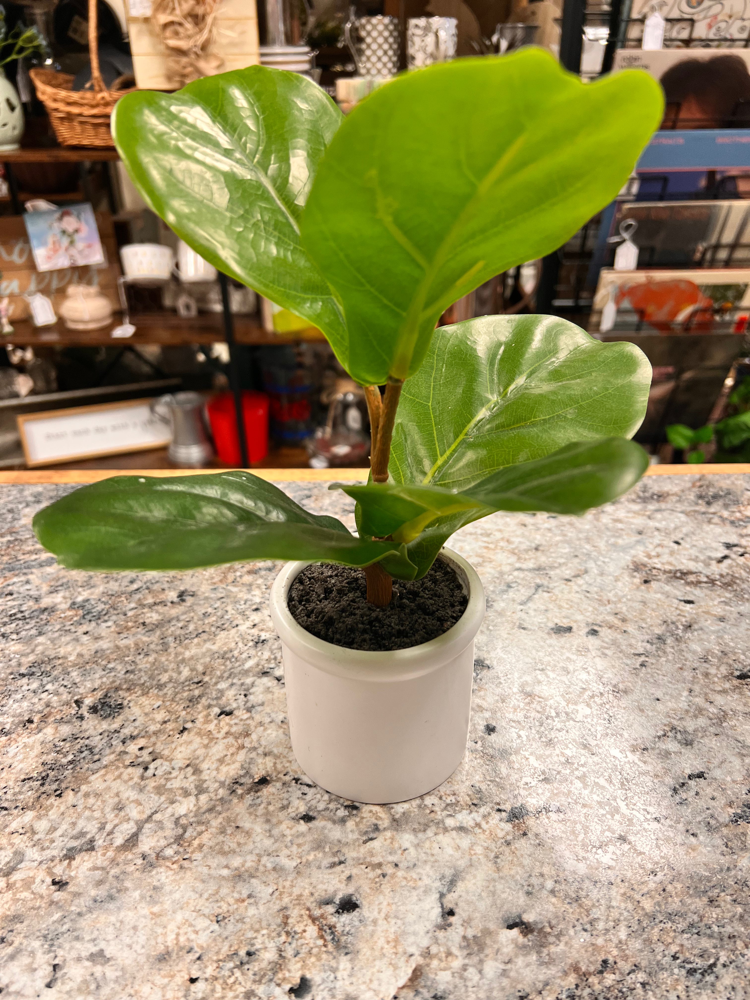 Small Plant