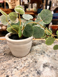 Small Plant