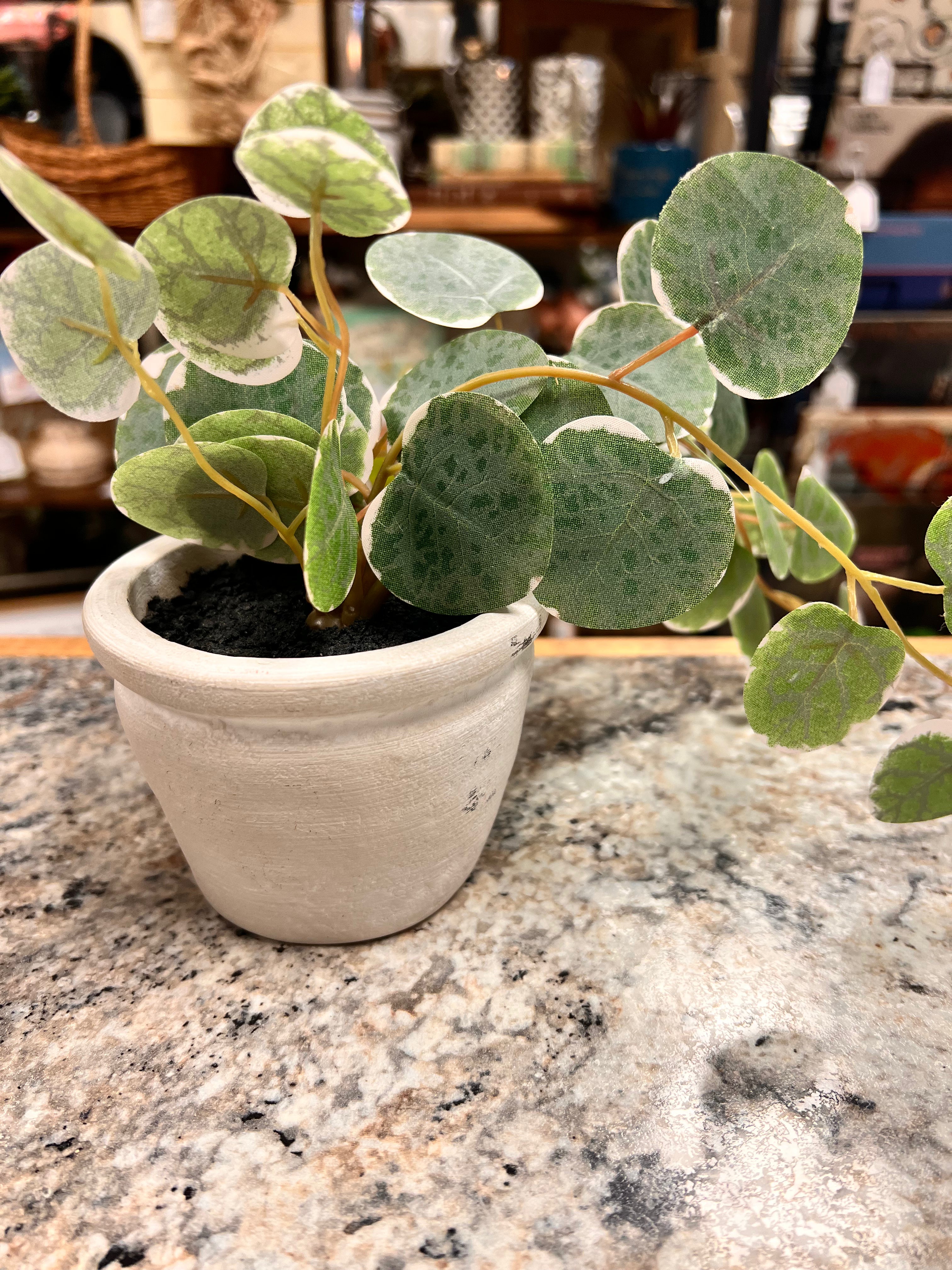 Small Plant