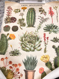Succulent Poster