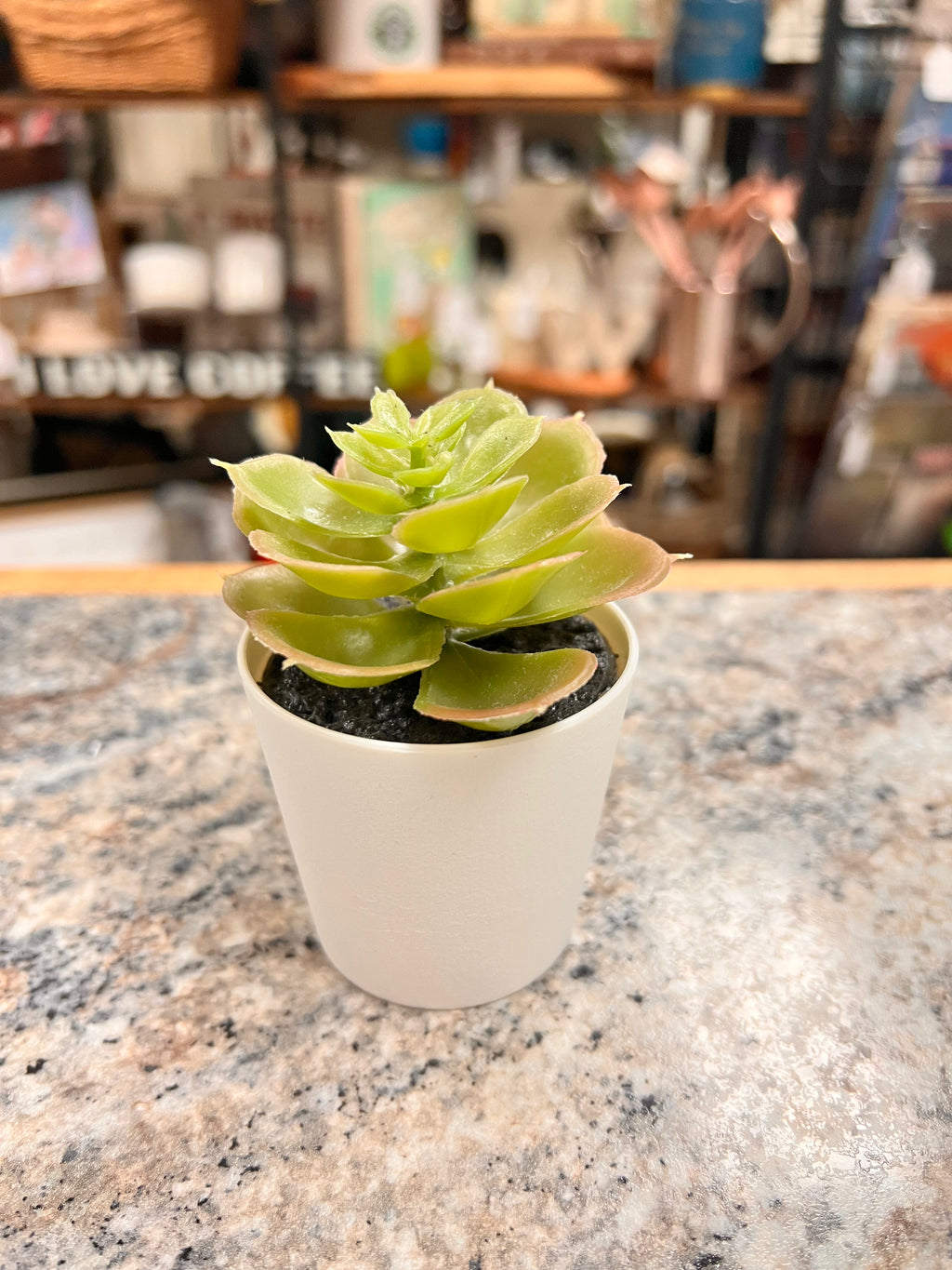 Small Plant