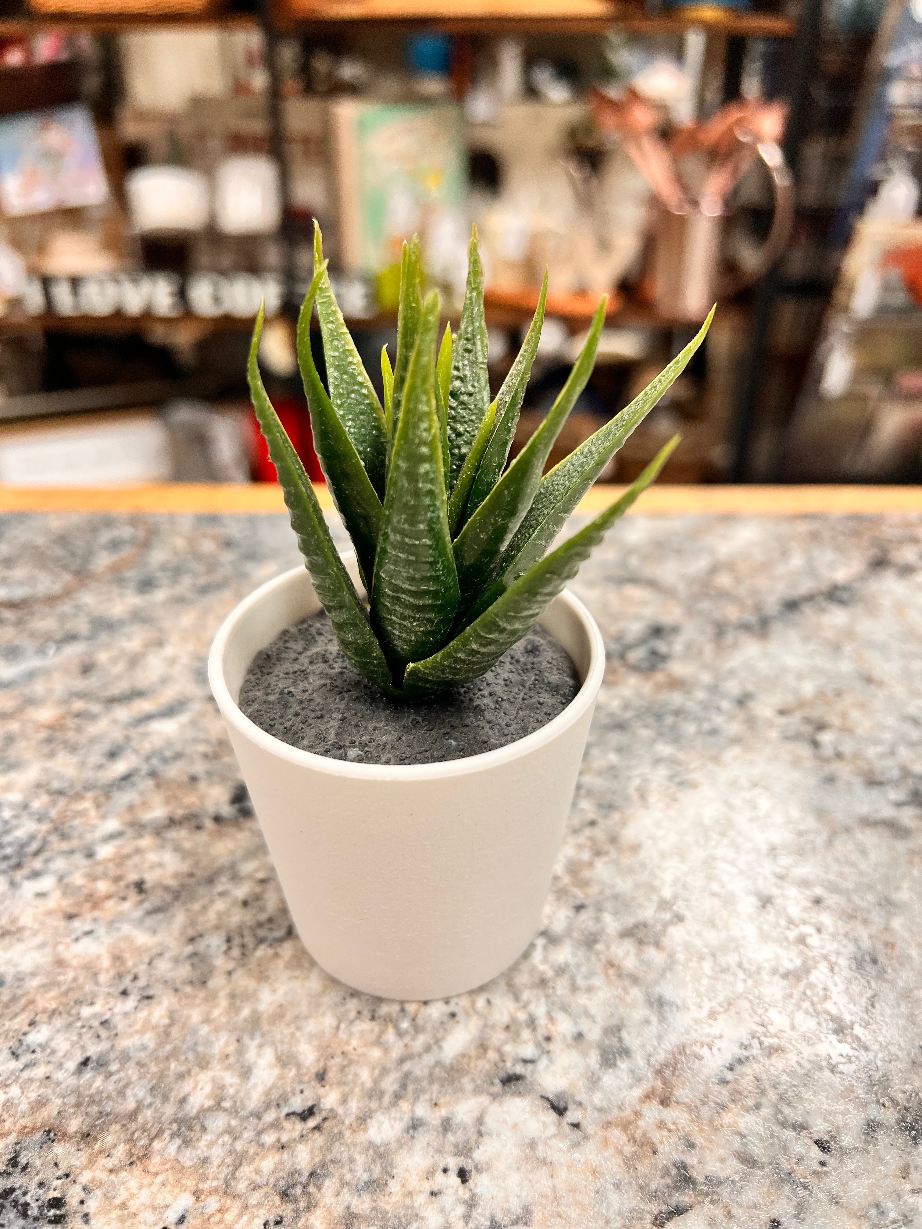 Small Plant