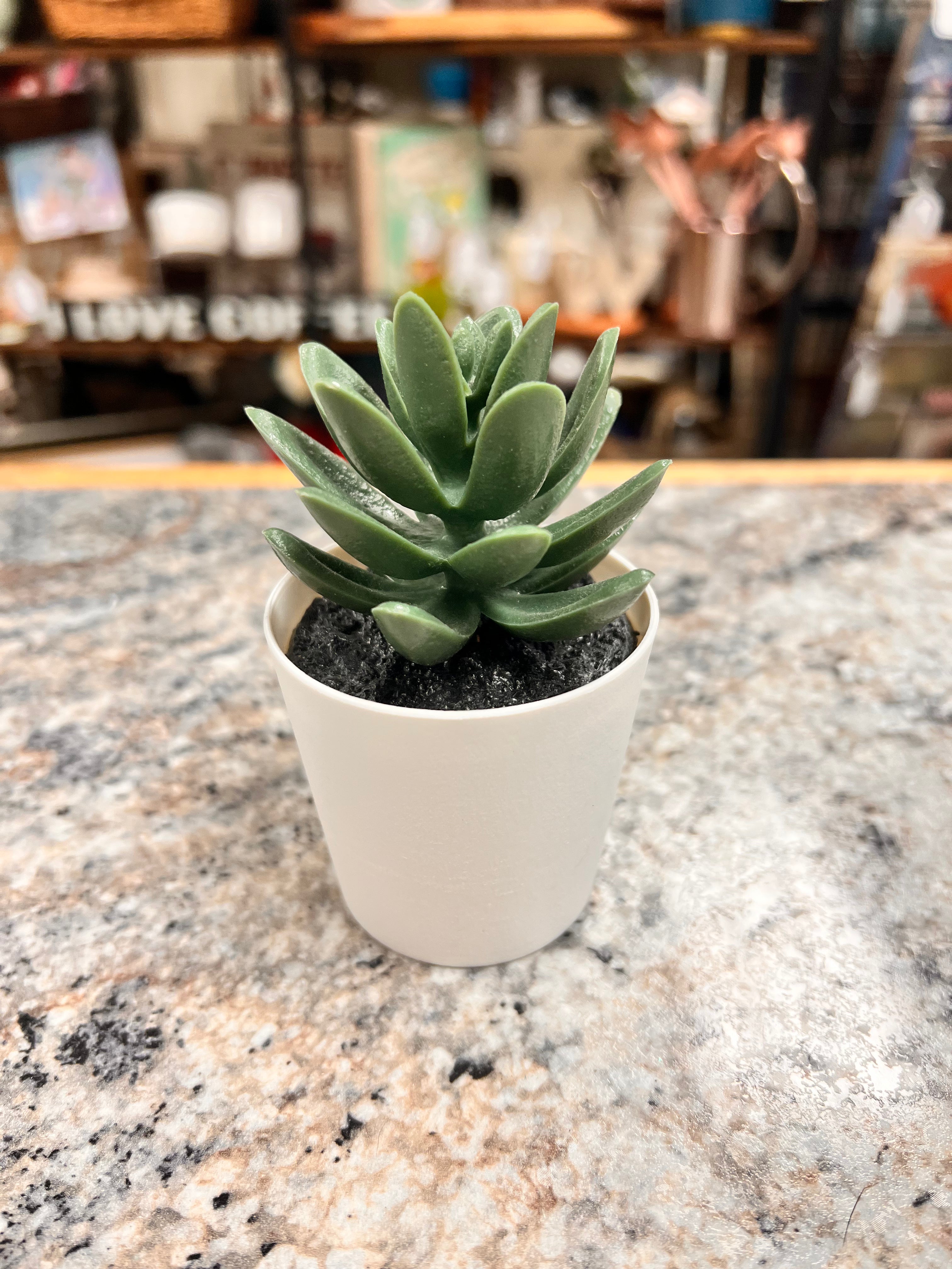 Small Plant